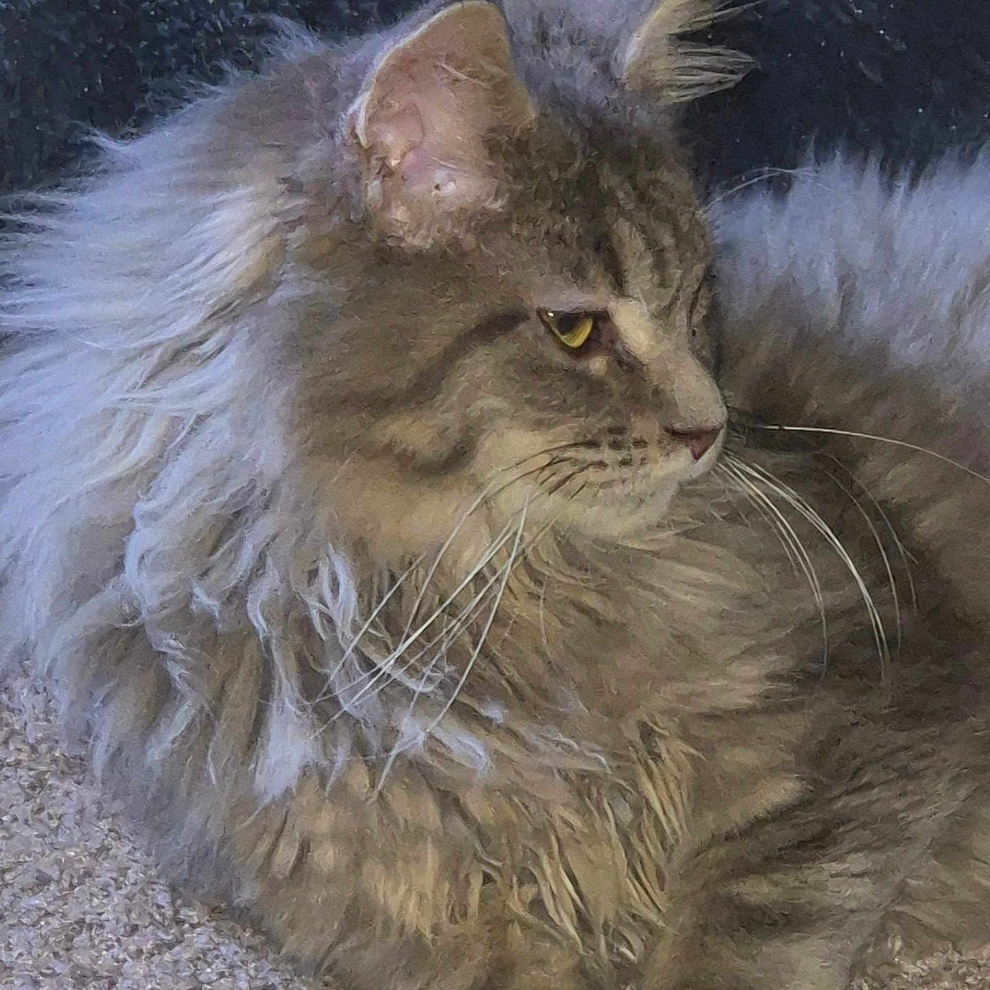 Aslan