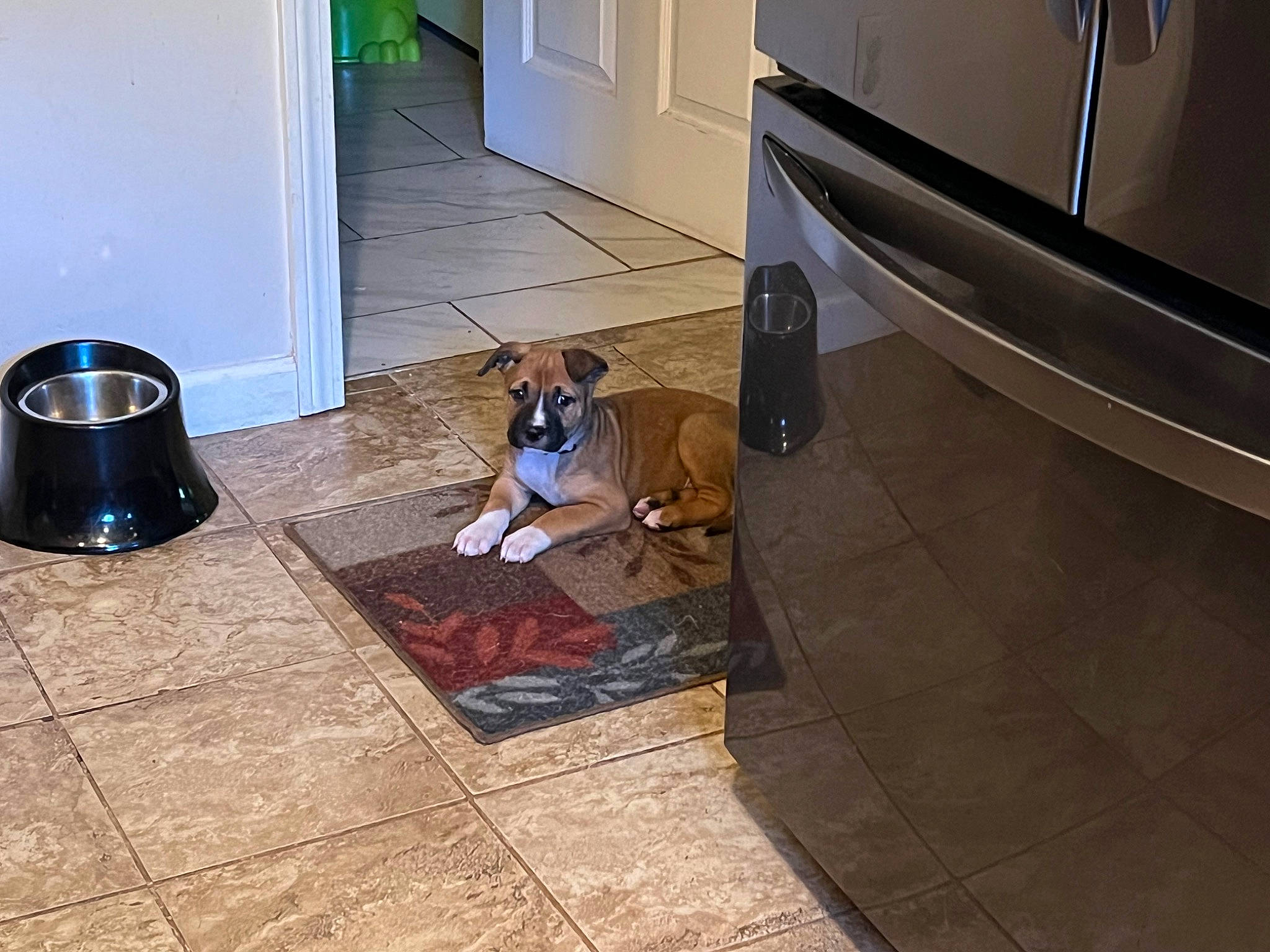 Dixie Rose is registered to the contest to win money with this photo: automotive_lighting, automotive_tire, bumper, car, carnivore, companion_dog, dog, dog_breed, fawn, fender, floor, flooring, hardwood, house, laminate_flooring, personal_luxury_car, tints_and_shades, vehicle, vehicle_door, wood