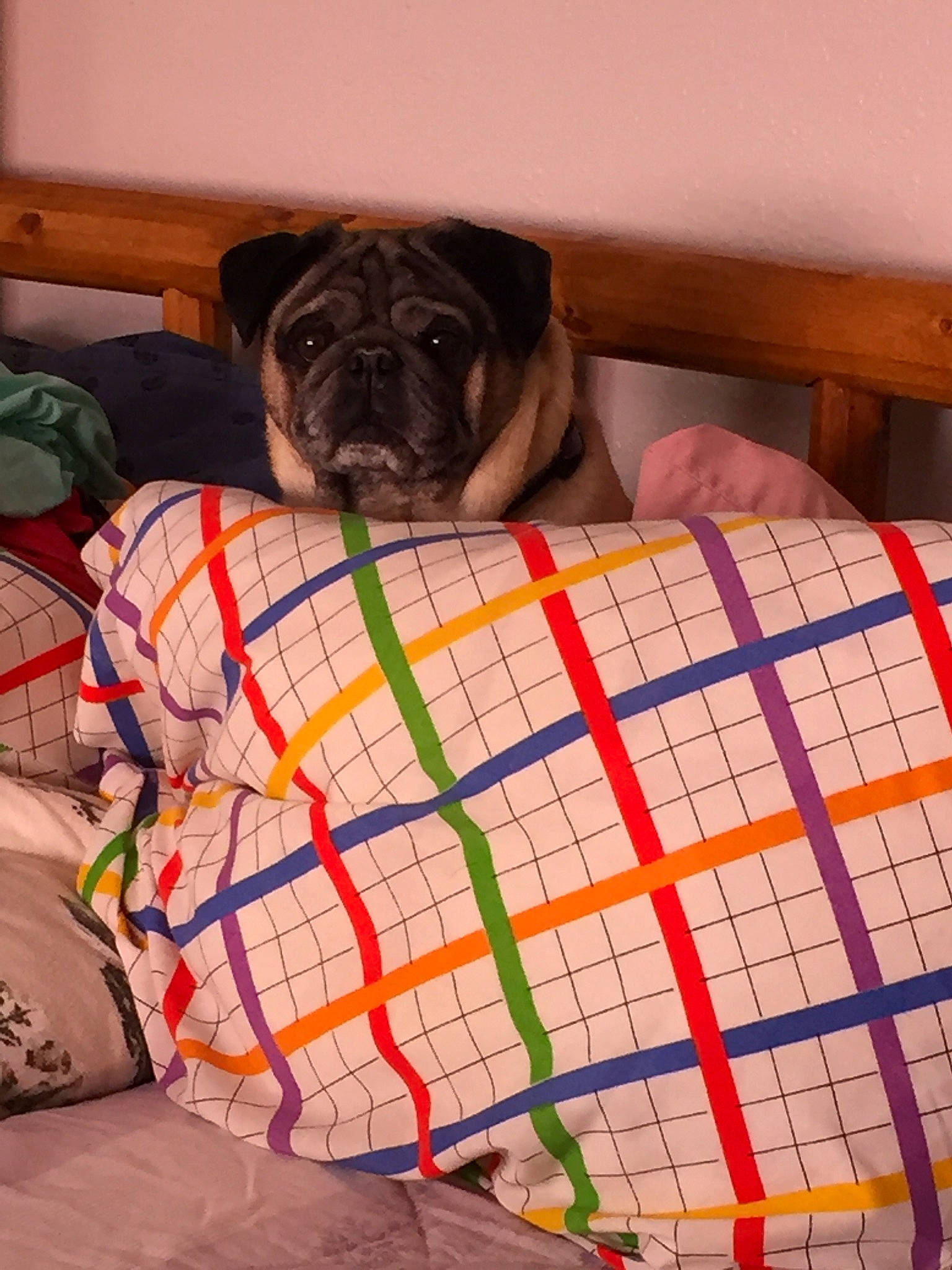 Squiggy is registered to the contest to win money with this photo: canidae, carnivore, comfort, companion_dog, dog, dog_breed, dog_supply, fawn, linens, liver, pattern, pet_supply, plaid, pug, snout, sporting_group, toy, toy_dog, working_animal, wrinkle