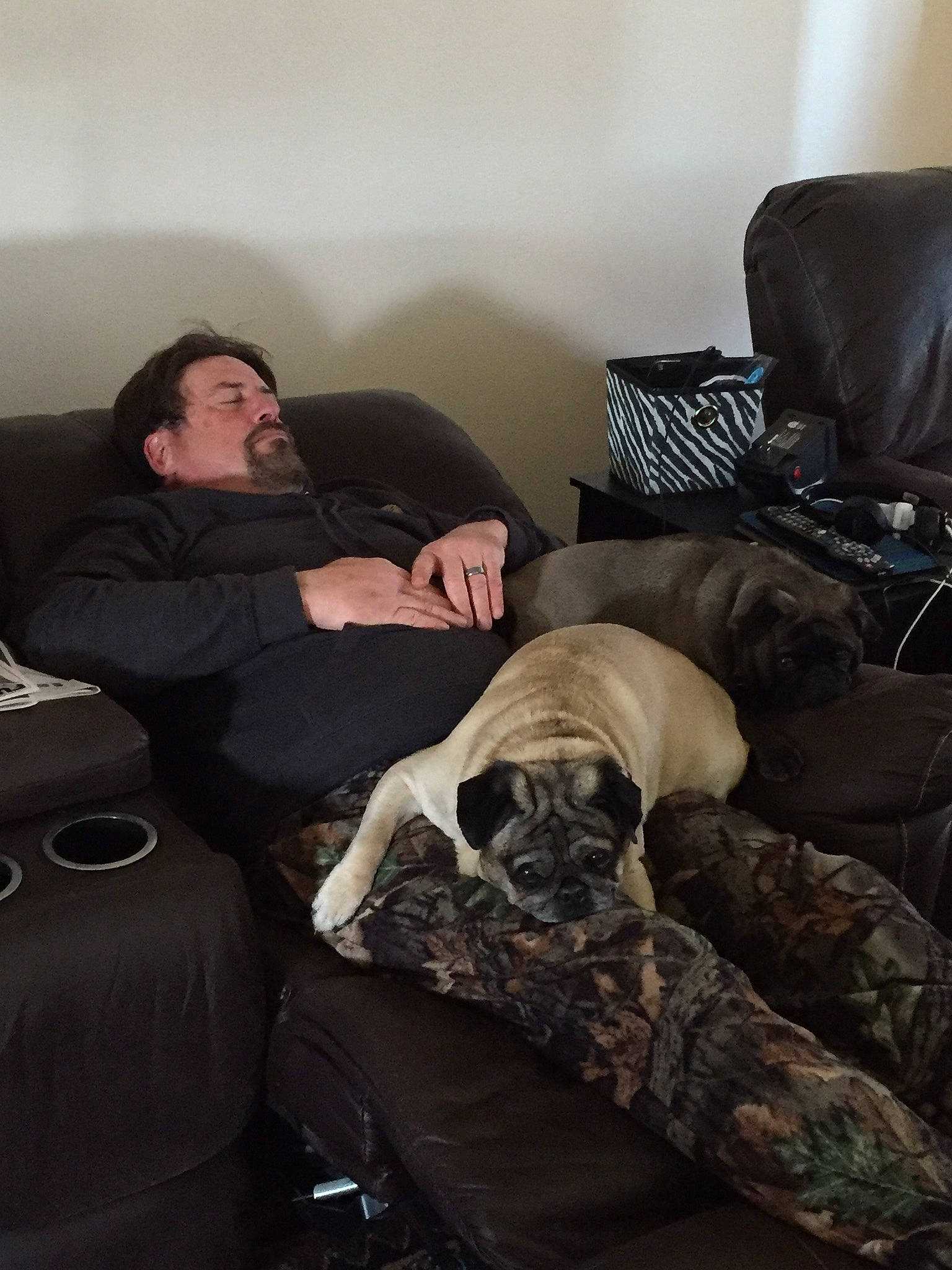 Squiggy joined the competition — help win amazing prizes! canidae, carnivore, comfort, companion_dog, couch, darkness, dog, dog_breed, flash_photography, flooring, fur, furniture, grey, hardwood, lap, living_room, nap, room, sitting, sporting_group