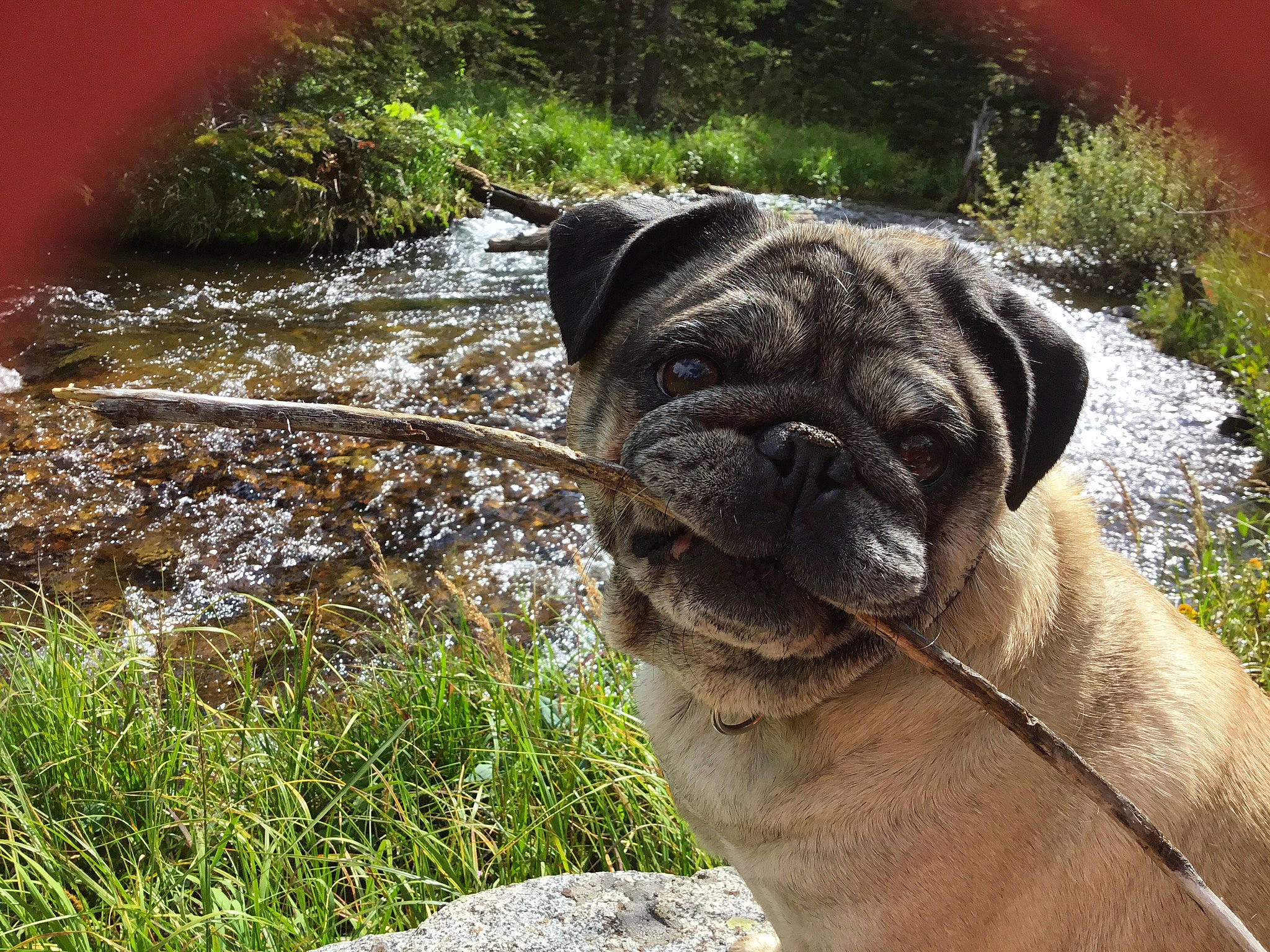 Squiggy is registered to the contest to win money with this photo: canidae, carnivore, collar, companion_dog, dog, dog_breed, dog_collar, fawn, grass, natural_landscape, plant, pug, snout, sporting_group, stream, terrestrial_animal, water, whiskers, working_animal, wrinkle