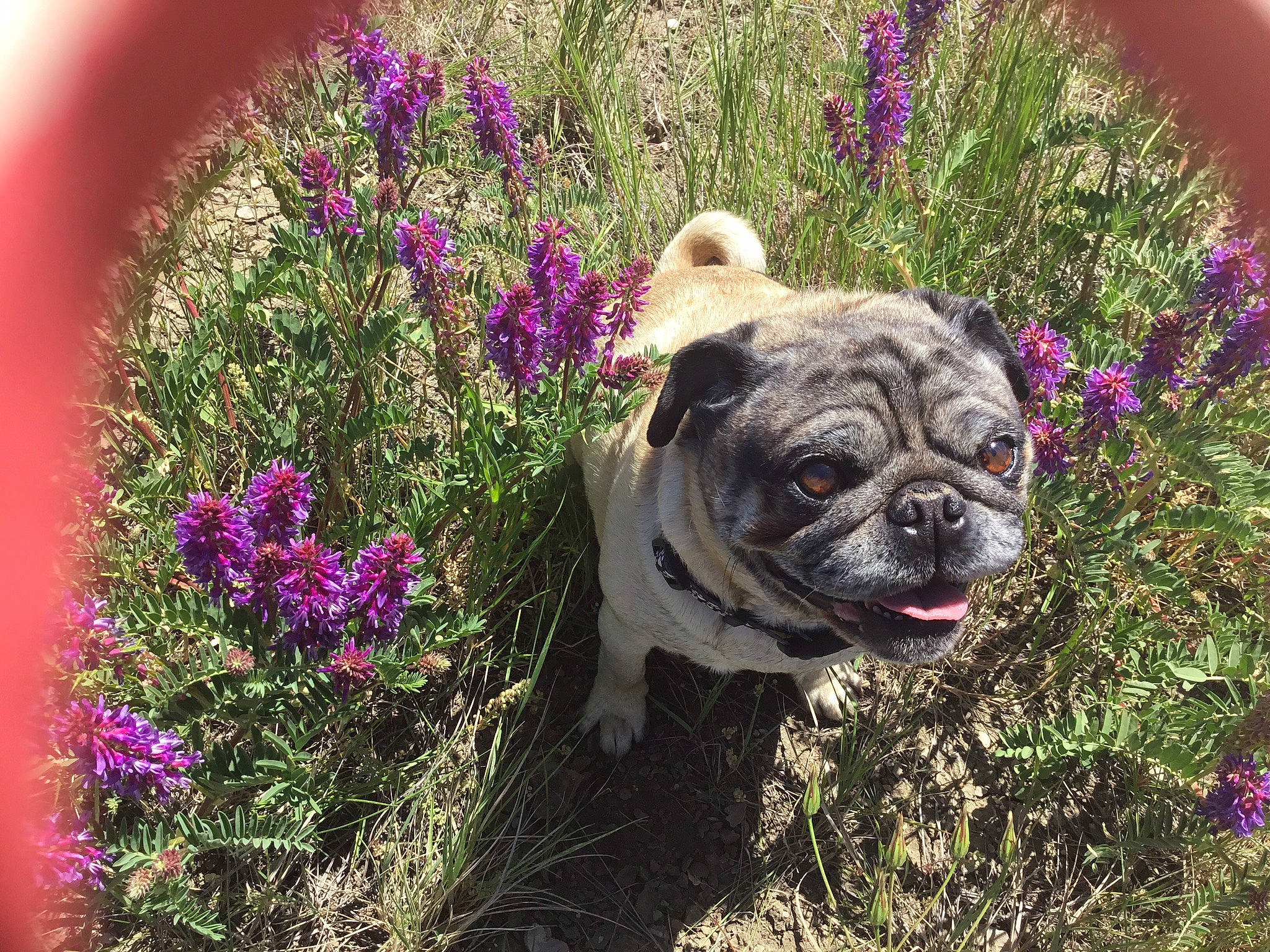Squiggy is registered to the contest to win money with this photo: annual_plant, carnivore, companion_dog, dog, dog_breed, fawn, flower, garden, grass, groundcover, magenta, petal, plant, pug, shrub, snout, soil, spring, toy_dog, wrinkle