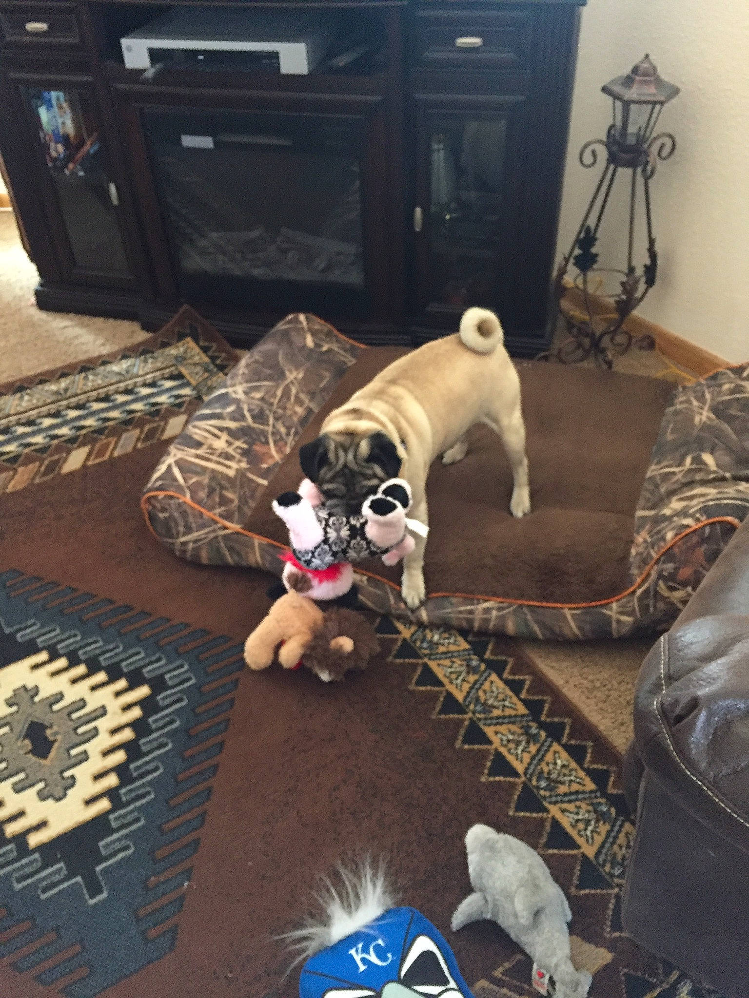 Squiggy is registered to the contest to win money with this photo: black, blue, carnivore, comfort, companion_dog, couch, dog, dog_breed, dog_supply, fawn, floor, flooring, hardwood, interior_design, living_room, room, sporting_group, toy, wood, working_animal