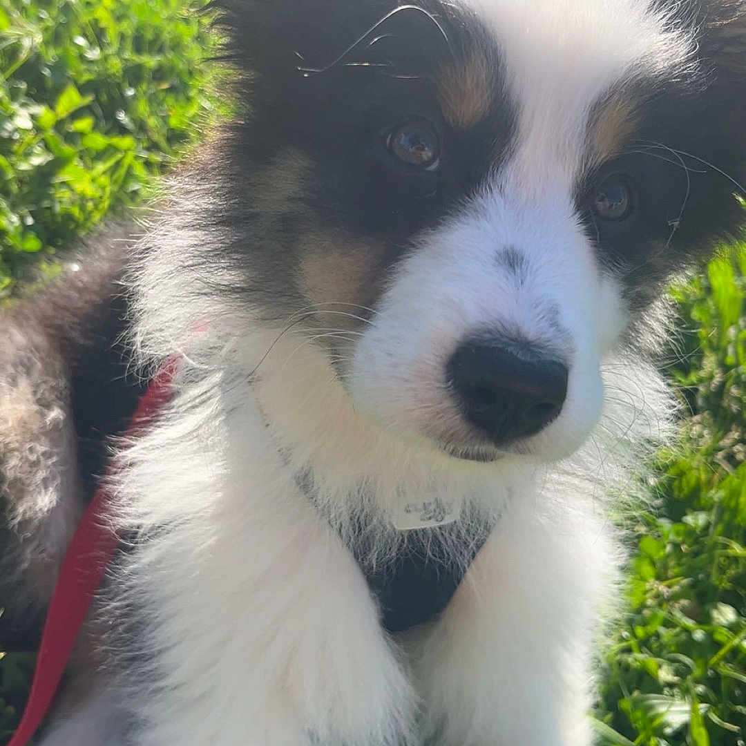 Alaska participe au concours pour gagner de l'argent avec cette photo : animal, canine, cockerspaniel, collie, dog, field, grass, grassland, green, herbal, herbs, husky, lawn, nature, outdoors, papillon, pet, plant, puppy, vegetation