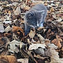 animal, autumn, brown_leaves, cat, close_up, curious, cute, dry_leaves, exploring, fall_leaves, furry, gray_cat, kitten, leaf_litter, nature, outdoor, seasonal, small_cat, wildlife, young_animal
