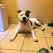 Rocco joined the competition — help win amazing prizes! dog, black_and_white, tongue_out, lying_down, tile_floor, indoor, trash_can, shoes, happy, pet, animal, paw, floor, canine, relaxed, ears_up, smiling, domestic, companion, friendly