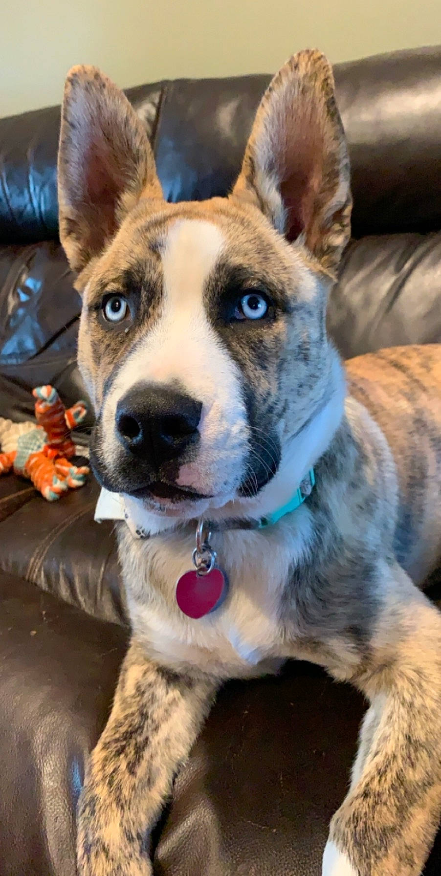 Calvin is registered to the contest to win money with this photo: ancient_dog_breeds, australian_cattle_dog, canidae, carnivore, collar, dog, dog_breed, dog_collar, fawn, mammal, nose, rare_breed_dog, siberian_husky, snout, vertebrate, whiskers