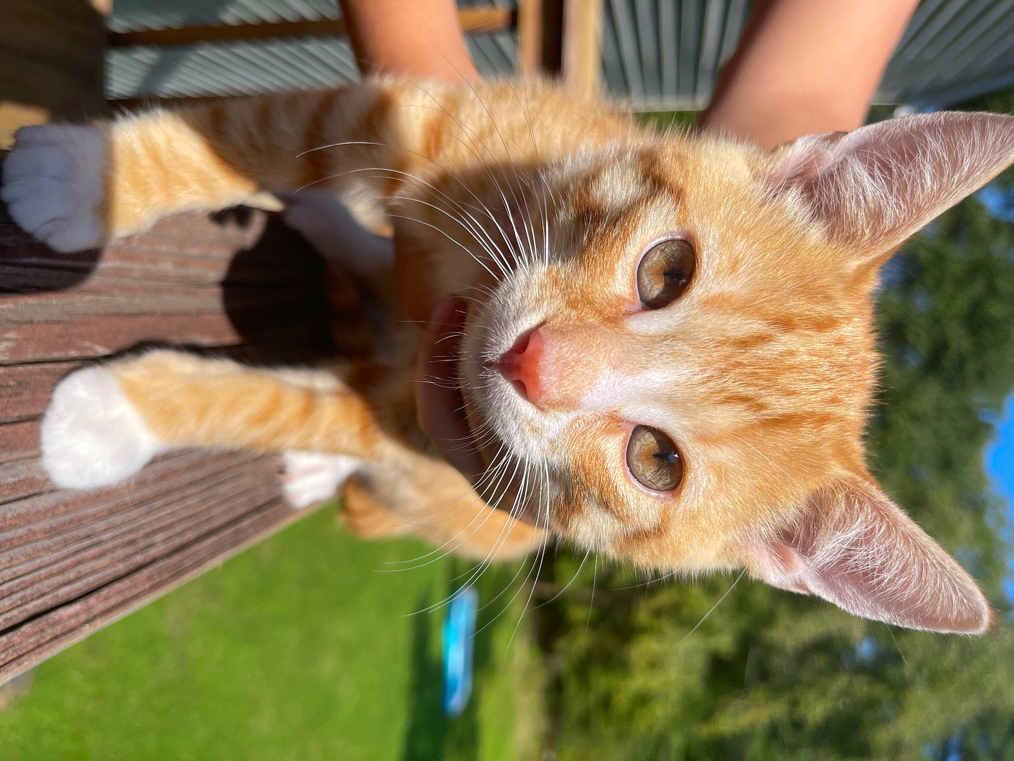 Miau is registered to the contest to win money with this photo: carnivore, cat, claw, domestic_short_haired_cat, fawn, felidae, fur, grass, paw, plant, small_to_medium_sized_cats, snout, tail, tree, whiskers, wildlife, window, wood