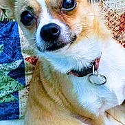 Georgia joined the competition — help win amazing prizes! dog, small_dog, pet, canine, close_up, ears, eyes, collar, quilt, blanket, indoor, fur, nose, whiskers, sitting, cute, curious, animal, companion, domestic