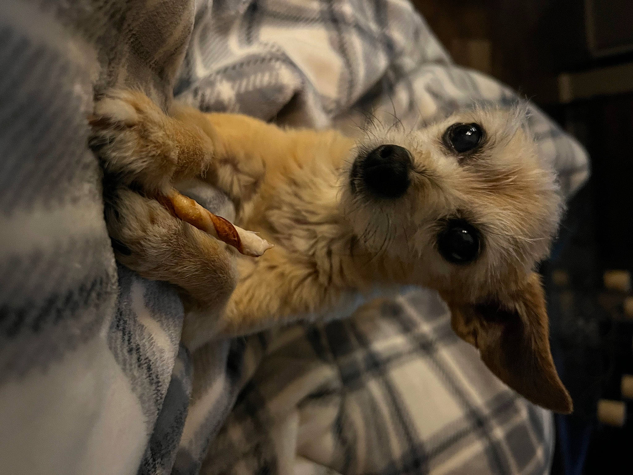 Baxter joined the competition — help win amazing prizes! bed, canidae, carnivore, companion_dog, dog, dog_breed, dog_supply, eye, fawn, felidae, fur, paw, puppy_love, small_terrier, snout, sporting_group, terrestrial_animal, terrier, toy_dog, whiskers