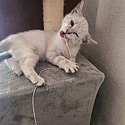 Rebelle participe au concours pour gagner de l'argent avec cette photo : cat, kitten, fluffy, white, cream_colored, blue_eyes, animal, pet, lying_down, playing, biting, cord, cable, scratching_post, cat_tree, indoor, home, cushioned_surface, wall, portrait
