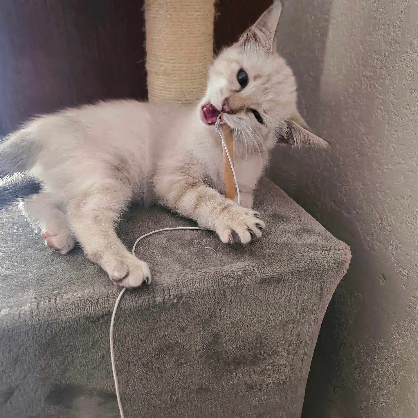 Rebelle participe au concours pour gagner de l'argent avec cette photo : cat, kitten, fluffy, white, cream_colored, blue_eyes, animal, pet, lying_down, playing, biting, cord, cable, scratching_post, cat_tree, indoor, home, cushioned_surface, wall, portrait