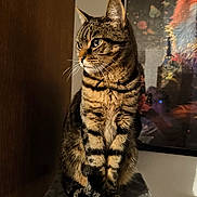 Tigrou a rejoint le concours — aidez-le/la à gagner de superbes lots ! cat, tabby, feline, pet, sitting, upright, striped_fur, whiskers, ears, paws, portrait, indoor, home, furniture, cat_tree, wooden_panel, framed_art, colorful_background, warm_lighting, cozy