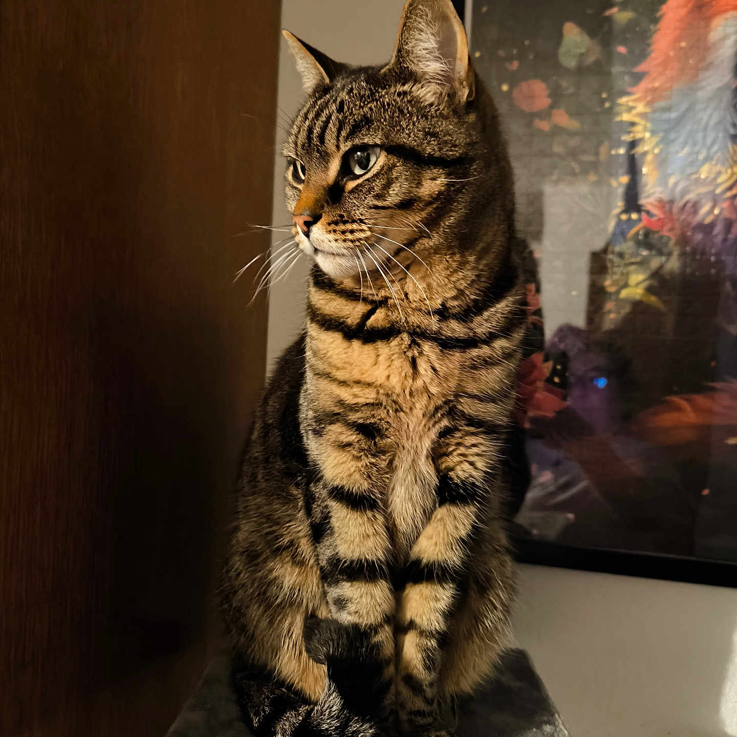 Tigrou a rejoint le concours — aidez-le/la à gagner de superbes lots ! cat, tabby, feline, pet, sitting, upright, striped_fur, whiskers, ears, paws, portrait, indoor, home, furniture, cat_tree, wooden_panel, framed_art, colorful_background, warm_lighting, cozy