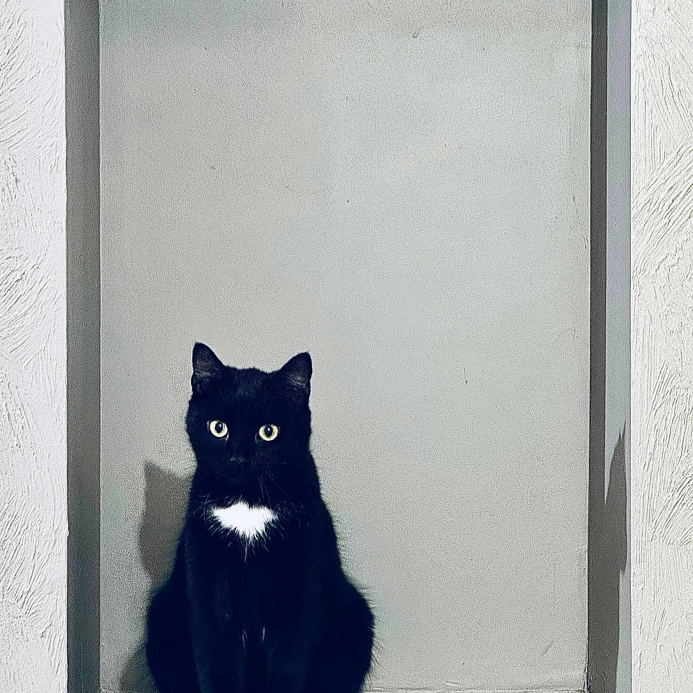 Loki participe au concours pour gagner de l'argent avec cette photo : animal, black_cat, calm, cat, curious, cute, feline, fur, indoor, neutral_background, niche, pet, portrait, shadow, sitting, still_life, wall, whiskers, white_patch, wide_eyes