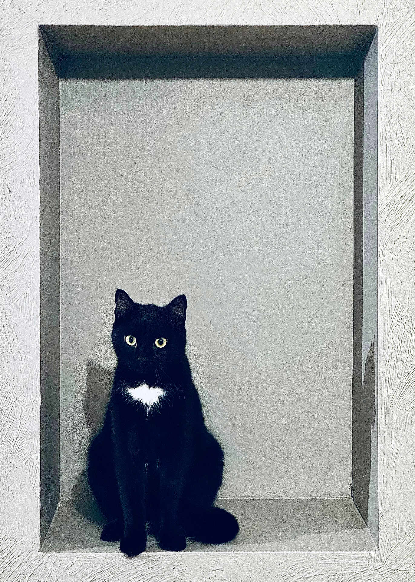 Loki participe au concours pour gagner de l'argent avec cette photo : cat, black_cat, animal, pet, indoor, sitting, wide_eyes, curious, white_patch, shadow, niche, wall, neutral_background, fur, whiskers, portrait, cute, feline, still_life, calm