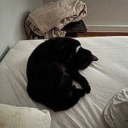 Loki participe au concours pour gagner de l'argent avec cette photo : cat, black_cat, sleeping, bed, blanket, white_bed_sheet, pillow, indoor, cozy, resting, fur, animal, pet, quiet, home, table, furniture, relaxation, curled_up, peaceful