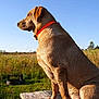 animal, canine, collar, daytime, dog, field, fur, grass, looking_away, mammal, nature, orange_collar, outdoor, peaceful, pet, side_view, sitting, sky, sunlight, wooden_surface