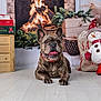 Rackham a rejoint le concours — aidez-le/la à gagner de superbes lots ! brindle, christmas, cozy, decor, dog, festive, fireplace, floor, french_bulldog, greenery, holiday_decorations, indoor, lying_down, red_collar, smiling, snowman_plush, tongue, tongue_out, wooden_crate, wrapped_presents