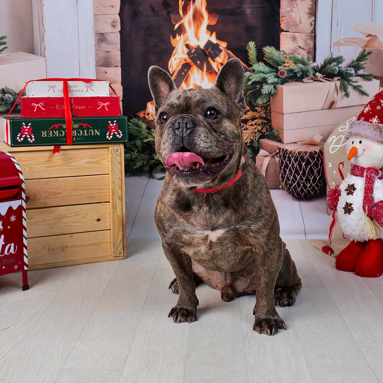 Rackham a rejoint le concours — aidez-le/la à gagner de superbes lots ! background, brindle, christmas, cozy, decorations, dog, festive, fireplace, floor, french_bulldog, gifts, holiday, indoor, red_mailbox, sitting, smiling, snowman, tongue_out, wooden_crate, wrapped_presents