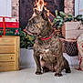 brindle, canine, christmas, cozy, decorations, dog, festive, fireplace, floor, french_bulldog, gift_boxes, holiday, indoor, pet, pine_branches, portrait, red_collar, seasonal, sitting, wooden_crate