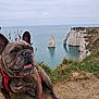 brindle, canine, cliff, cloudy, coast, dog, french_bulldog, grass, happy, harness, landscape, nature, ocean, outdoor, pet, rock_formation, scenic, sea, sky, white_cliffs
