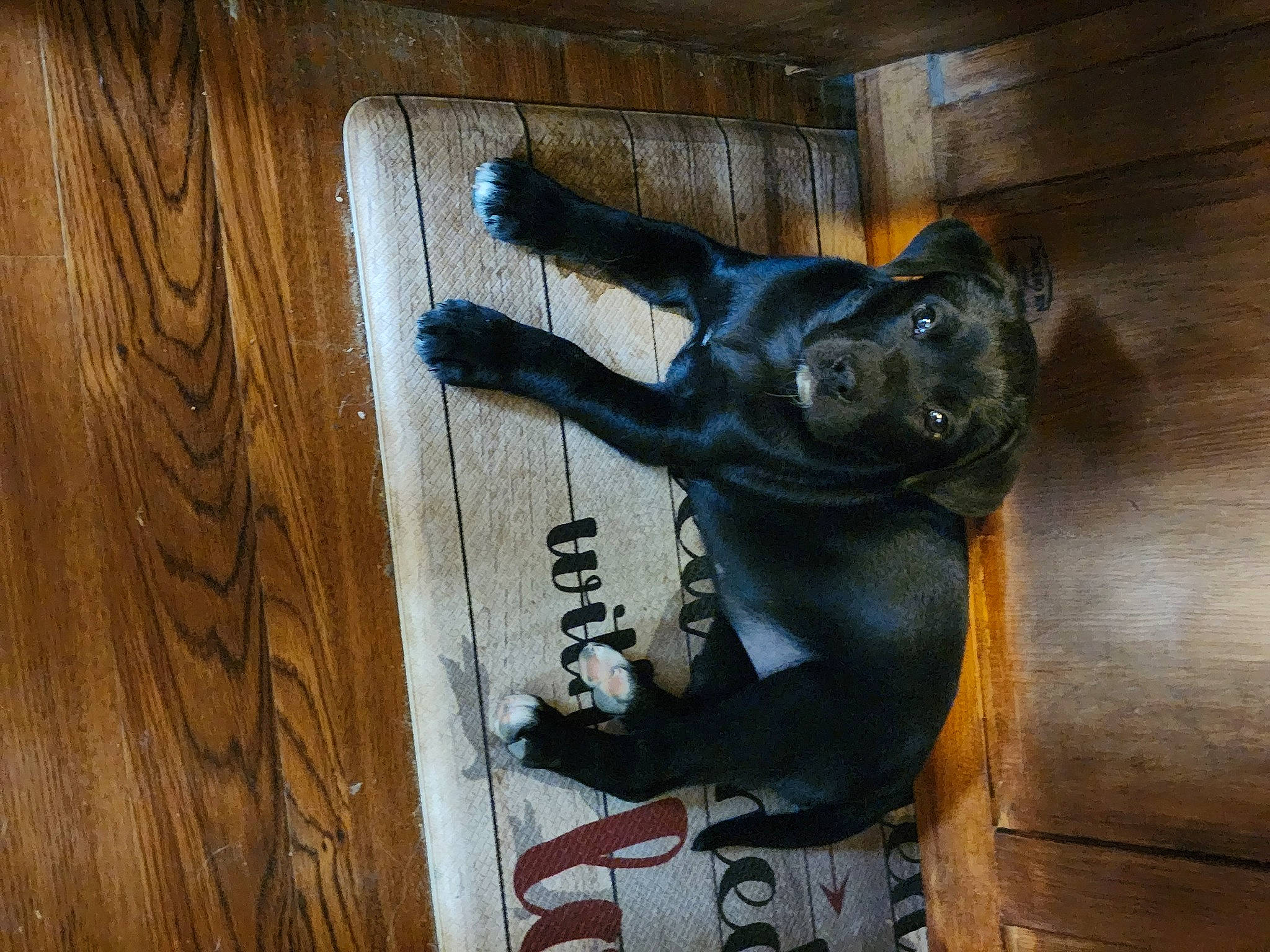 Scout joined the competition — help win amazing prizes! art, bronze_sculpture, carnivore, dog, dog_breed, door, door_handle, fawn, hardwood, metal, plank, sculpture, snout, sporting_group, statue, varnish, visual_arts, wood, working_animal, wrinkle