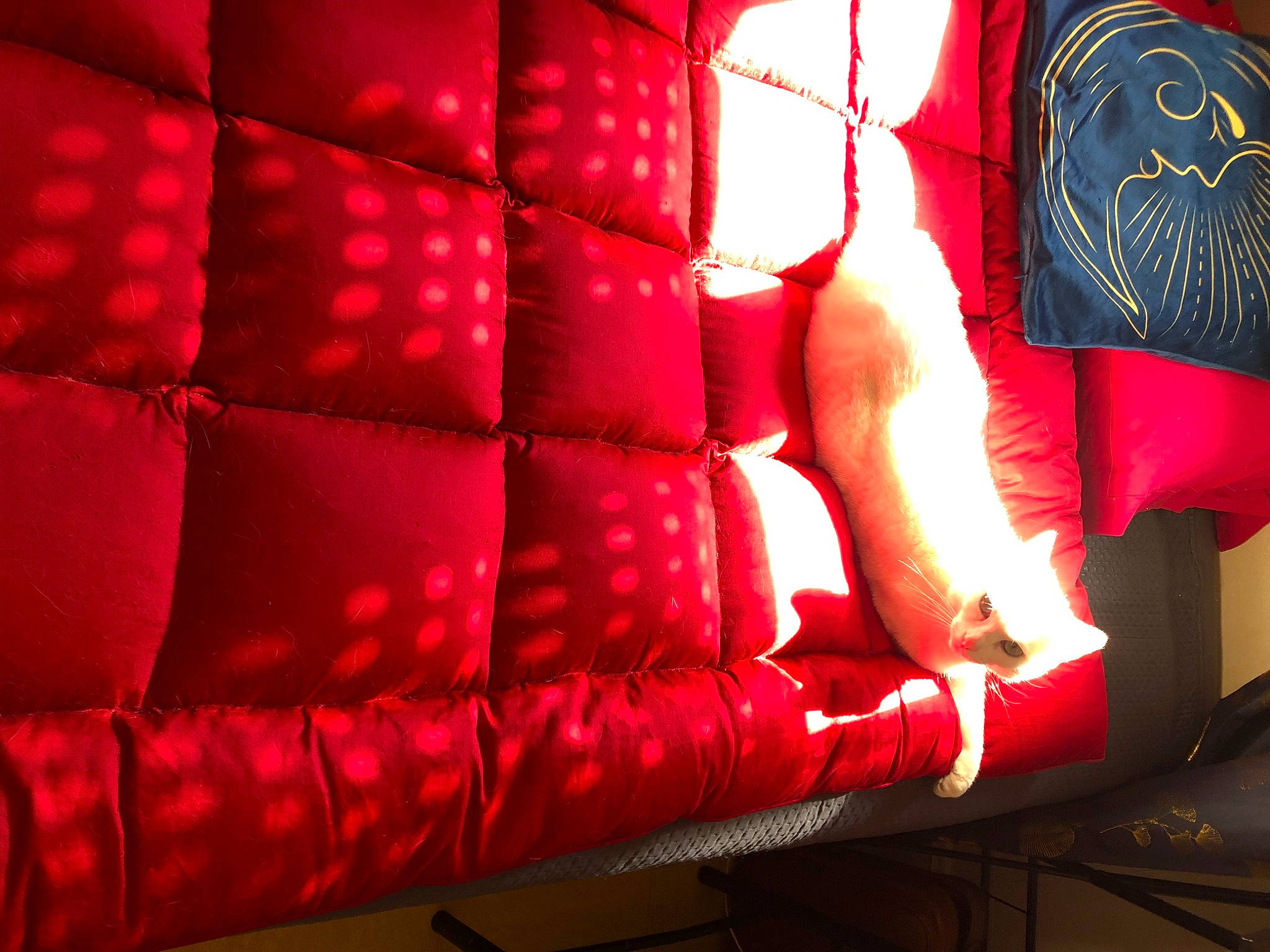 Ange a rejoint le concours — aidez-le/la à gagner de superbes lots ! automotive_design, car_seat_cover, carmine, comfort, couch, design, event, furniture, gloss, human_leg, inflatable, interior_design, luxury_vehicle, magenta, material_property, pattern, rectangle, room, textile, tints_and_shades