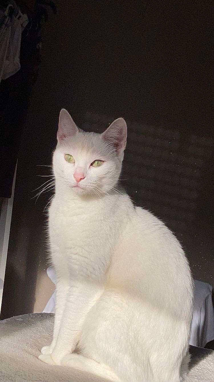 Ange a rejoint le concours — aidez-le/la à gagner de superbes lots ! carnivore, cat, domestic_short_haired_cat, eye, felidae, fur, head, paw, small_to_medium_sized_cats, snout, tail, terrestrial_animal, whiskers