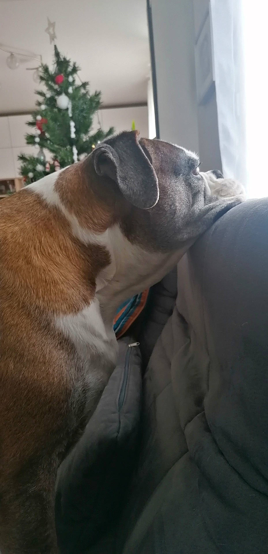 Garry a rejoint le concours — aidez-le/la à gagner de superbes lots ! canidae, carnivore, christmas_tree, collar, comfort, companion_dog, conifer, dog, dog_breed, dog_collar, event, fawn, felidae, fur, guard_dog, snout, sporting_group, tail, whiskers, working_animal