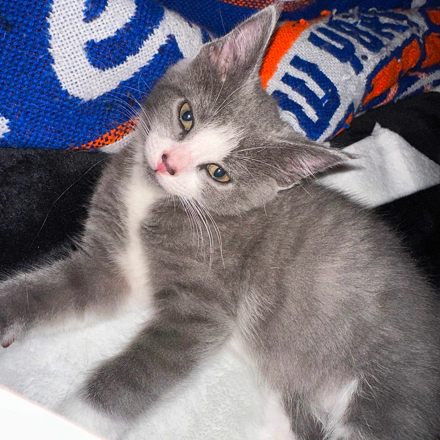 Luna Roman is registered to the contest to win money with this photo: animal, blanket, closeup, cozy, cute, ears, feline, fur, gray_cat, indoor, kitten, pet, pink_nose, resting, sleepy, soft_texture, whiskers, white_cat, woven_textile, young_cat