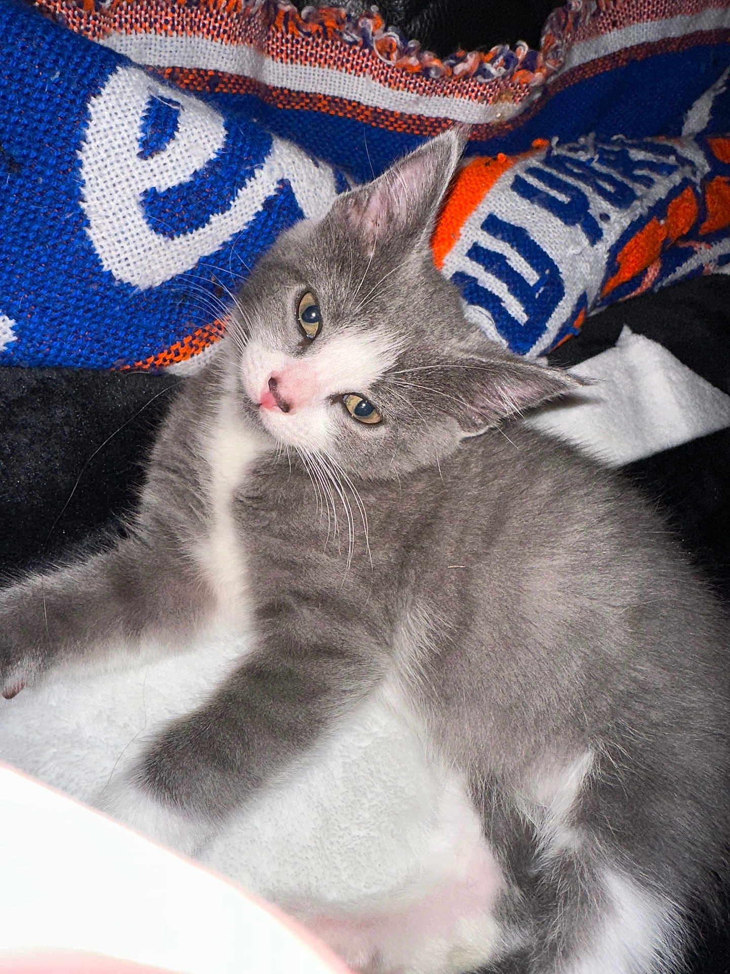 Luna Roman is registered to the contest to win money with this photo: kitten, gray_cat, white_cat, pet, feline, sleepy, soft_texture, blanket, woven_textile, indoor, cute, animal, young_cat, fur, whiskers, closeup, resting, cozy, pink_nose, ears