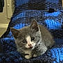 kitten, cat, gray_cat, white_cat, pet, animal, cute, furry, small, cozy, blanket, blue_blanket, indoor, close_up, resting, cute_pet, young_cat, domestic_cat, feline, whiskers