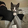 kitten, cat, paw, bed, blanket, sock, foot, gray, white, curious, indoor, cozy, fabric, pattern, resting, pet, animal, cute, young, feline