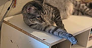 Ontari joined the competition — help win amazing prizes! animal, beige, cat, closeup, cozy, cute, domestic, furniture, home, indoor, keys, paw, pet, pouch, relaxed, resting, shelf, stretching, tabby, wall