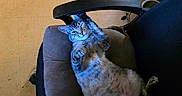 Ontari is registered to the contest to win money with this photo: cat, tabby_cat, chair, cushion, paw, floor, pet_bowl, slipper, indoor, relaxed, playful, feline, animal, fur, whiskers, office_chair, tile_floor, home, cozy, blue_light