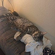 Ontari joined the competition — help win amazing prizes! cat, couch, cozy, domestic_animal, fabric, feline, fur, home, indoor, pattern, pet, pillow, relaxation, resting, sleeping, soft_light, tabby_cat, texture, wall, whiskers