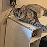 Ontari is registered to the contest to win money with this photo: cat, tabby_cat, feline, indoor, shelf, furniture, relaxed, lounging, looking_at_camera, beige_wall, decor, fabric, striped_fur, paw, whiskers, ears, eyes, pet, animal, curious