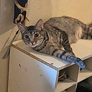 Ontari is registered to the contest to win money with this photo: cat, tabby_cat, feline, pet, animal, indoor, shelf, furniture, wall, keys, pouch, paw, stretching, relaxed, looking, curious, closeup, home, domestic, resting