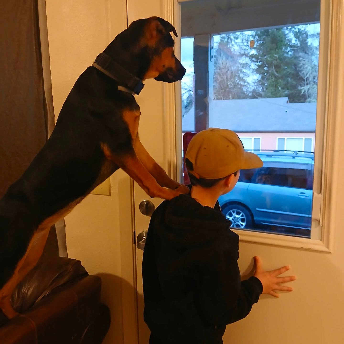 Precious is registered to the contest to win money with this photo: dog, boy, window, indoor, curious, cap, hoodie, couch, shoulders, looking, door, car, trees, house, pet, animal, child, friendship, companionship, curiosity