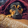 Precious is registered to the contest to win money with this photo: dog, blanket, brown_leather_couch, resting, cozy, indoor, pet, animal, fur, ears, eyes, snout, paw, comfort, relaxation, close_up, portrait, warm_colors, soft_texture, home