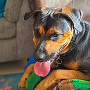 Precious joined the competition — help win amazing prizes! animal, black, blanket, brown, canine, closeup, collar, comfort, couch, cozy, dog, ears, fur, home, indoor, lying_down, panting, pet, relaxed, tongue_out