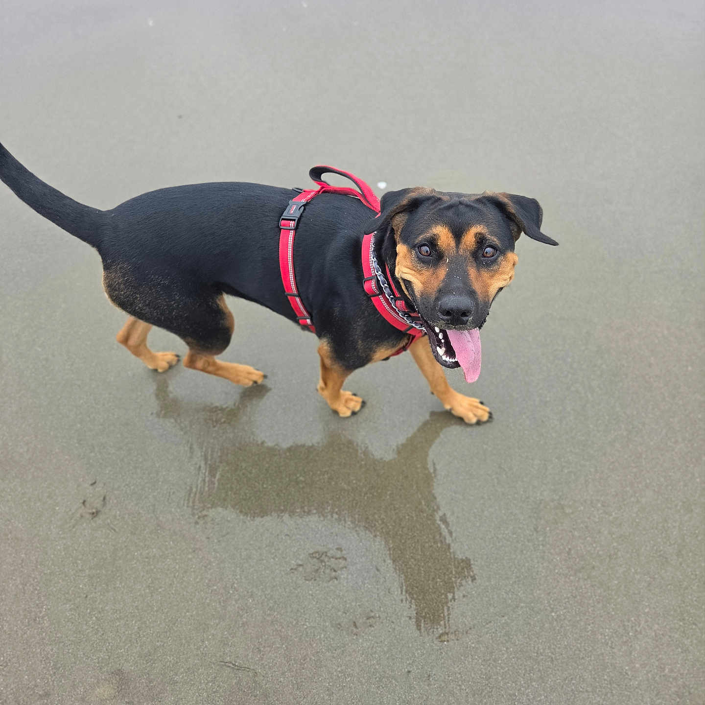 Precious is registered to the contest to win money with this photo: dog, black_dog, tan_dog, red_harness, wet_sand, beach, reflection, tongue_out, happy, playful, water, outdoor, animal, canine, pet, summer, nature, walking, excited, friendly