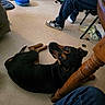 Precious joined the competition — help win amazing prizes! dog, indoor, floor, person, jeans, sneakers, chair, pillow, jar, toy, basket, household, casual, pet, looking_back, resting, room, flooring, relaxed, casual_clothing