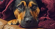 Precious is registered to the contest to win money with this photo: dog, blanket, maroon, leather_couch, resting, cozy, indoor, pet, animal, brown, black, fur, snuggle, closeup, portrait, expression, cute, comfort, relaxed, home