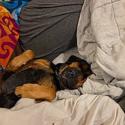 Precious is registered to the contest to win money with this photo: animal, bed, blanket, canine, colorful_blanket, comfort, cozy, cute, dog, fur, home, indoors, napping, paw, pet, relaxation, rest, sleeping, snuggled, soft