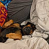animal, bed, blanket, canine, colorful_blanket, comfort, cozy, cute, dog, fur, home, indoors, napping, paw, pet, relaxation, rest, sleeping, snuggled, soft