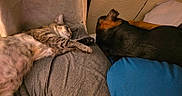 Precious joined the competition — help win amazing prizes! cat, dog, sleeping, bed, pet, cozy, indoor, rest, tabby_cat, black_dog, fur, animal, cute, relaxation, companion, nap, pillow, blanket, warm, quiet