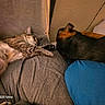 cat, dog, sleeping, bed, pet, cozy, indoor, rest, tabby_cat, black_dog, fur, animal, cute, relaxation, companion, nap, pillow, blanket, warm, quiet
