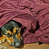Precious is registered to the contest to win money with this photo: dog, sleeping, blanket, maroon, brown, leather_couch, cozy, pet, fur, paw, resting, indoors, snuggled, cute, animal, relaxed, warm, comfort, canine, napping